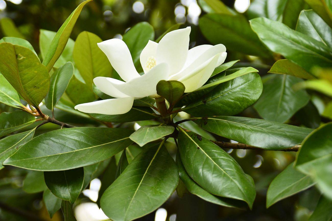 河北石家庄木兰园,木兰花开荷花香的简单介绍 河北石家庄木兰园,木兰花开荷花香的简单介绍